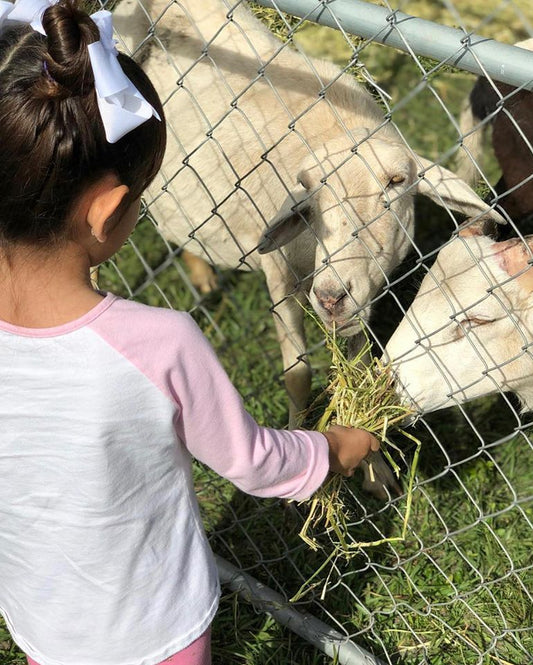 Meet Bambi & Leo, the Lambs. Kale Chips Ahoy! Amazing Juicing Gardens!