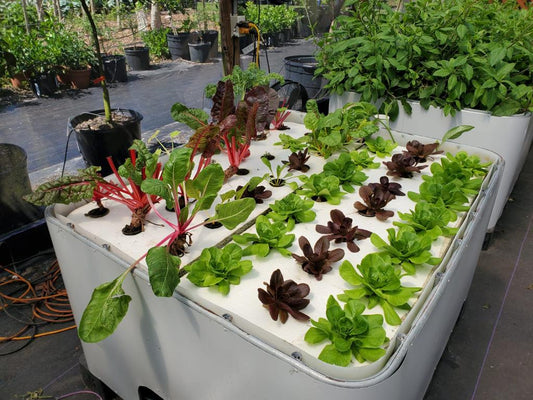 FREE Aquaponics & Self-Sustainability Class