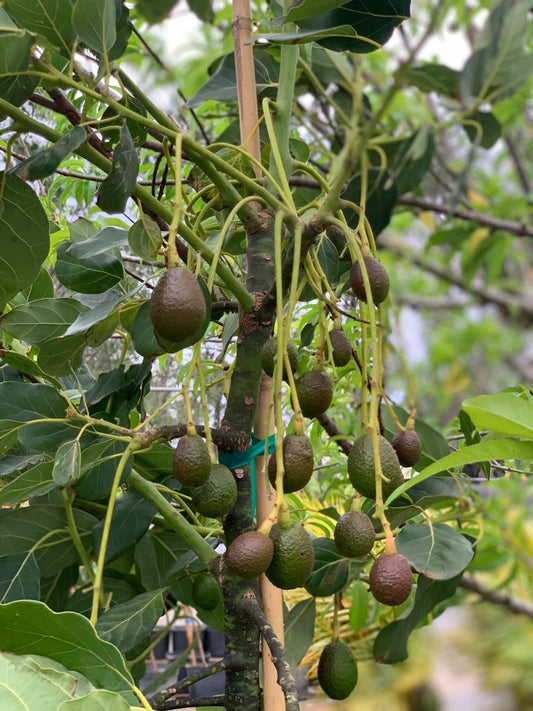 Benefits of Planting Fruit Trees