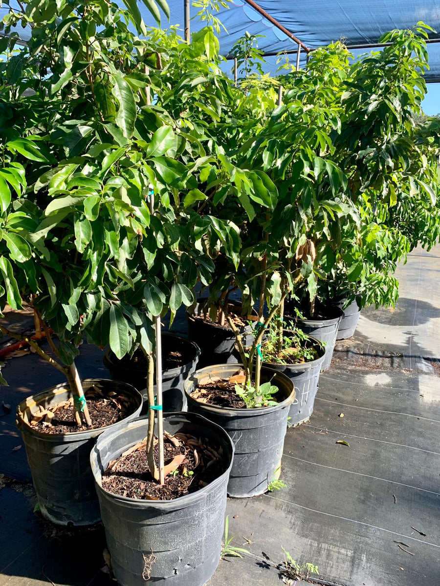 Why Plant Grafted Fruit Trees A Land Of Delight Natural Farm & Nursery