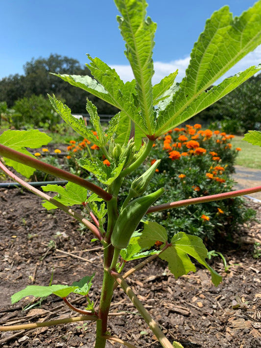 Why Go Raw & Local? Okra U-Pick
