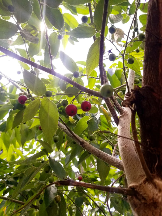Barbados (Acerola) Cherry Tree