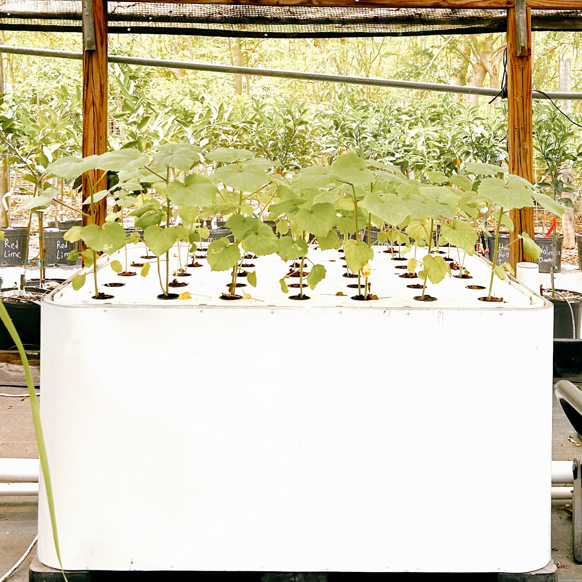 Aquaponics 3-Bed Self Sustaining Garden System – A Land Of