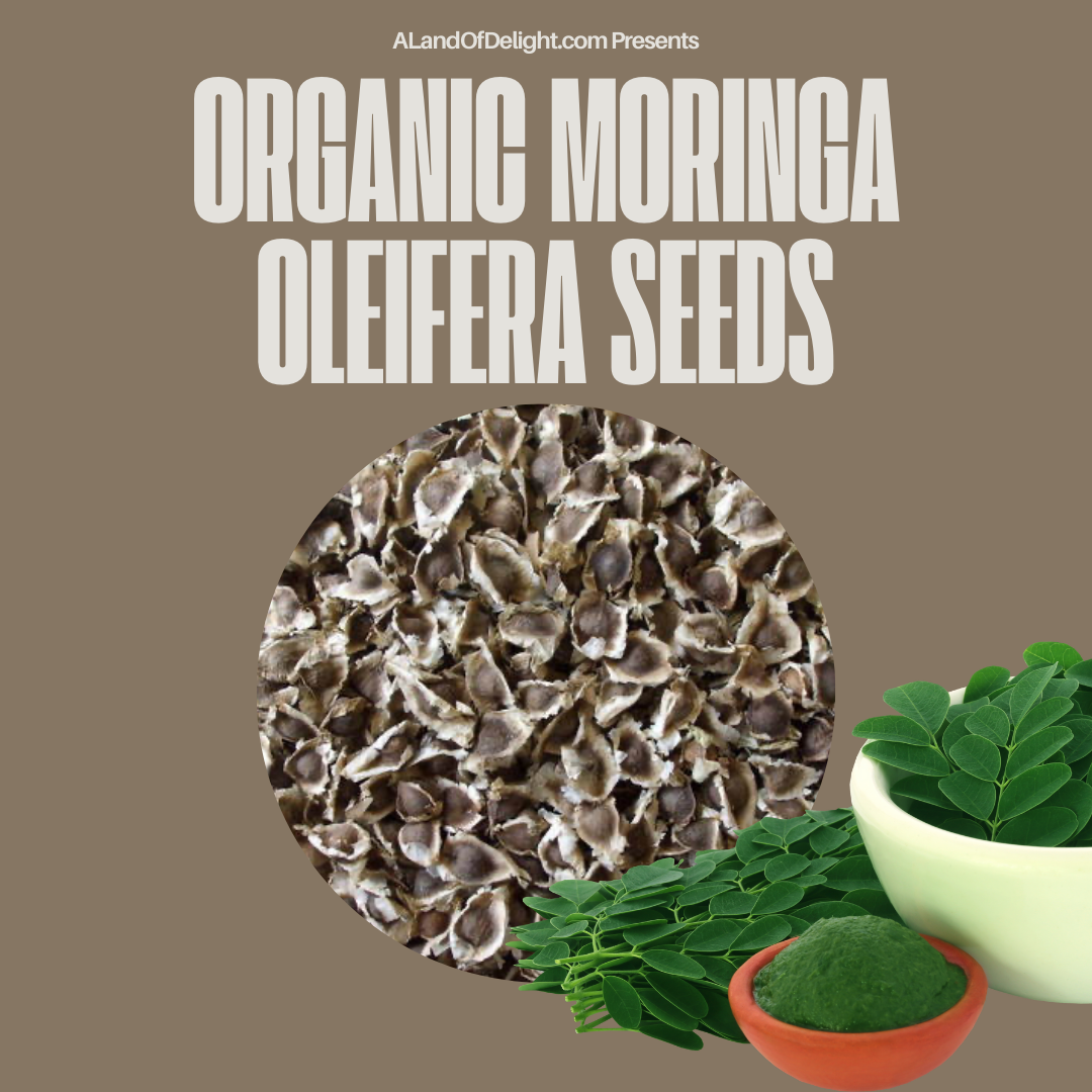 organic moringa seeds for planting Moringa Seeds