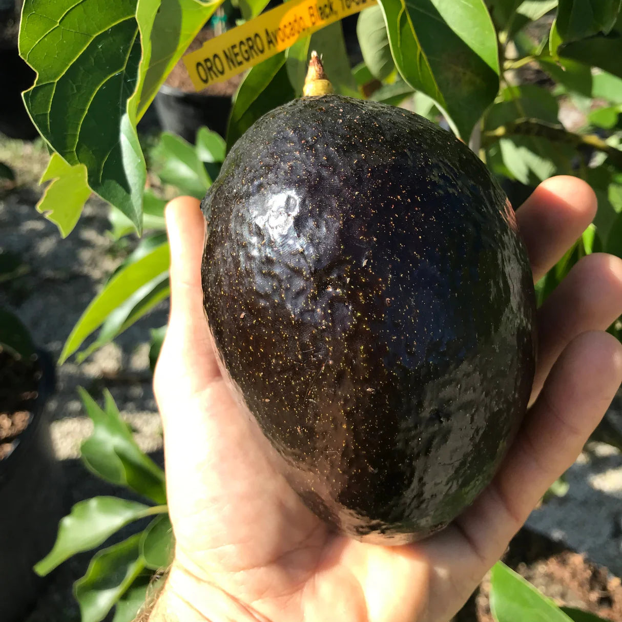 Oro Negro