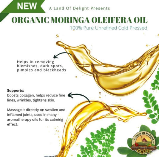 Organic Moringa Oleifera Oil