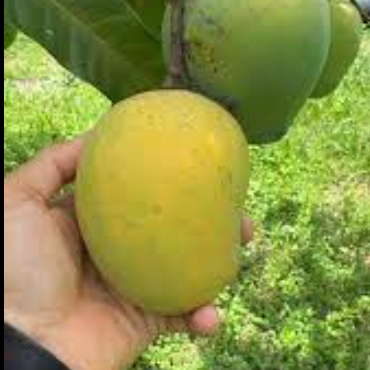 Guava Mango