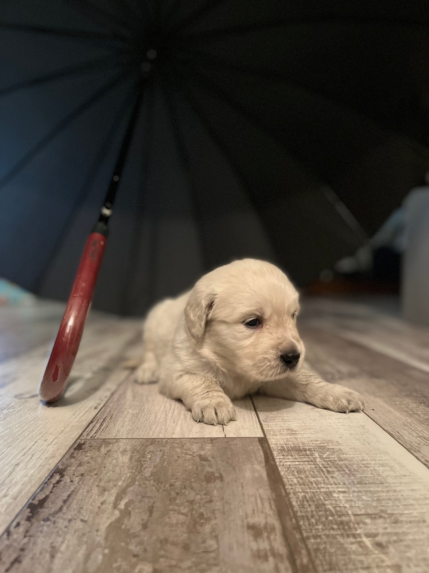 White English Cream Golden Retriever Puppy
