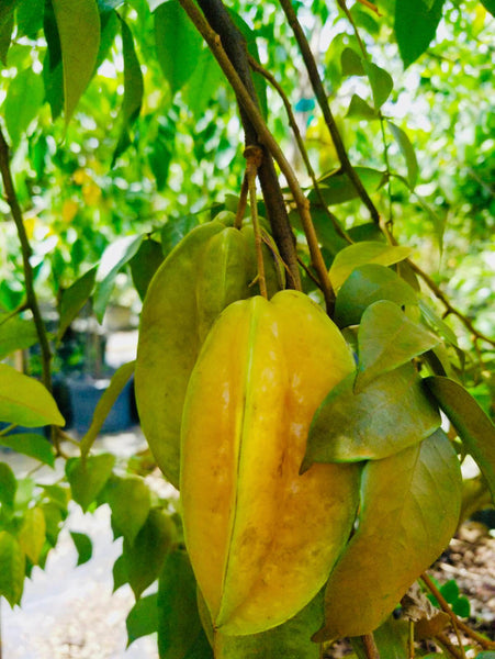 How to Eat A Starfruit ⭐️