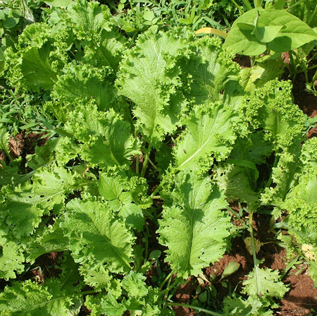 U-Pick Mustard Greens at A Land of Delight!