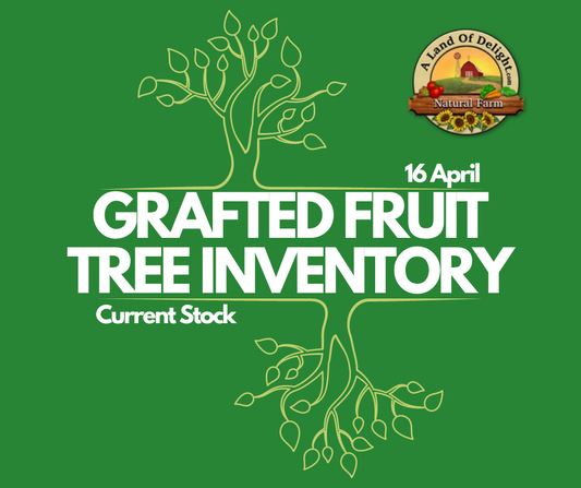 Grafted Fruit Tree Inventory - April 16th, 2024