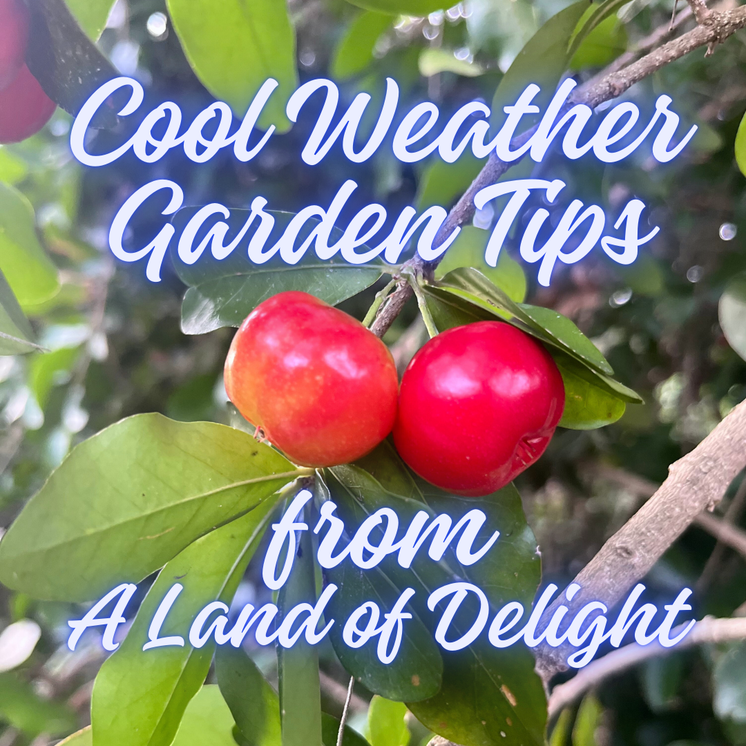 A Few Growing Tips for Cooler Weather