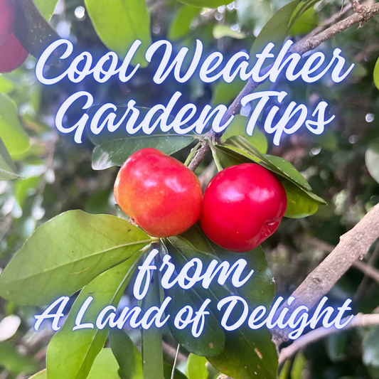 A Few Growing Tips for Cooler Weather