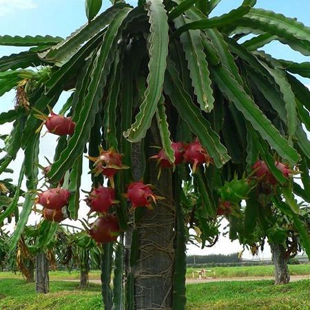 ☀️Marvelous Mangoes, Baby Goats, plus Trees Galore! ALOD Farmers Market Thurs/Fri/Sat