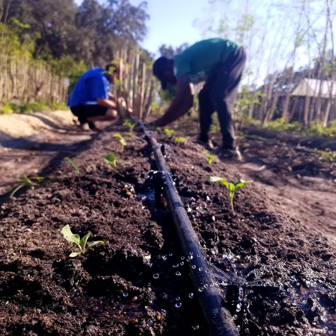 Hooray Time for Fall Planting