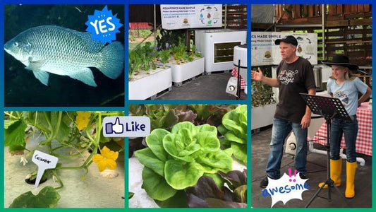 What Aquaponics Is and Why It Is a Wise Investment for Your Family