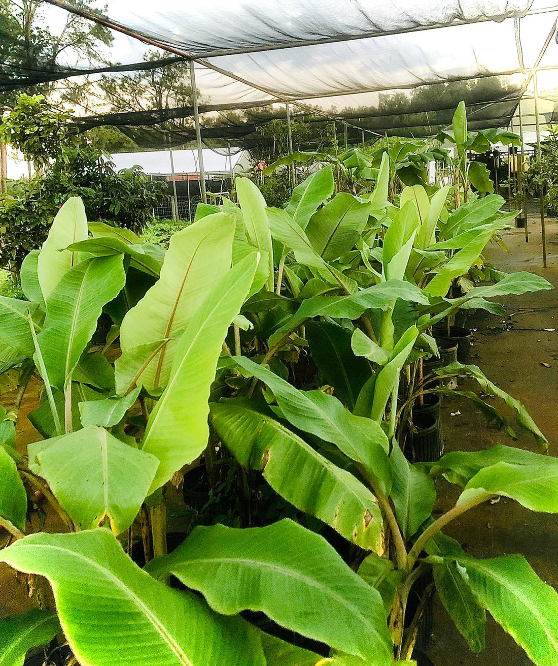 Ice Cream Banana Tree