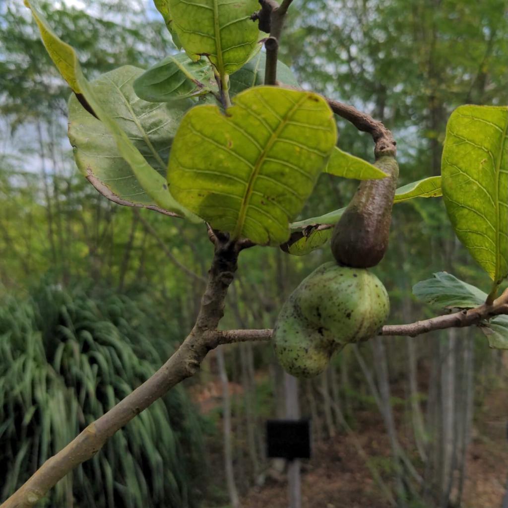 Cashew Tree – A Land Of Delight Natural Farm & Nursery