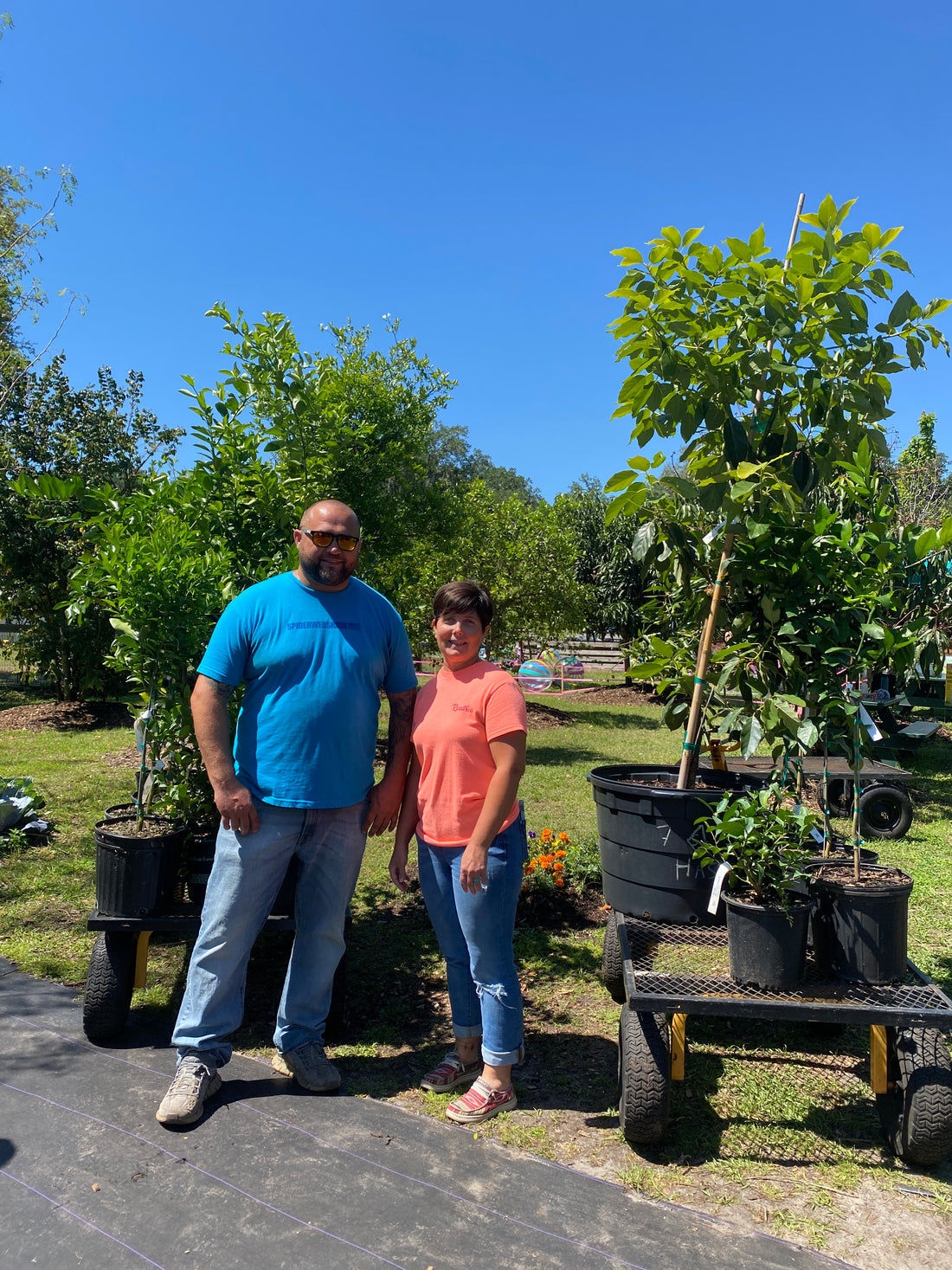 The Best Time to Plant Fruit Trees in Florida 🥭