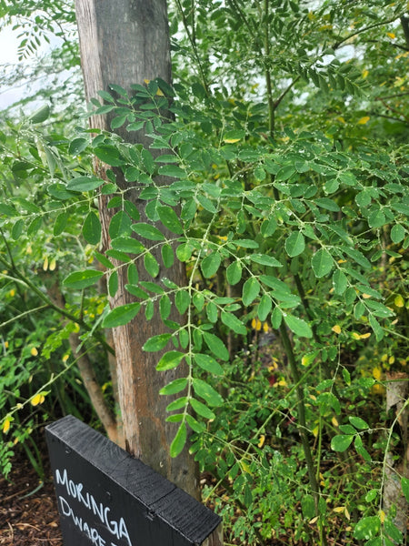 Why Go Raw & Local? The All-Sufficient Moringa