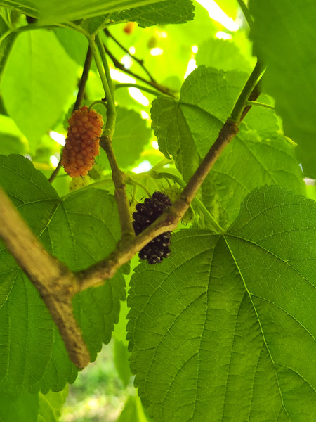 The Mulberry Tree: The Perfect Beginner’s Tree