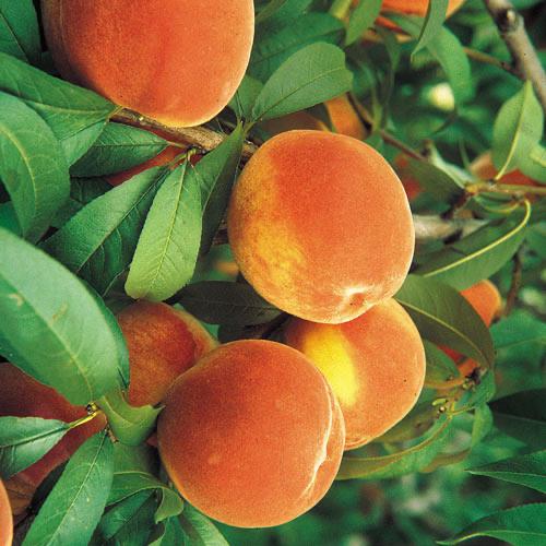 Things Are Looking Peachy at A Land of Delight