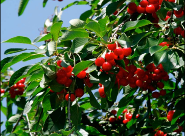 Why Grafted Fruit Trees Are Trending With Expert Growers