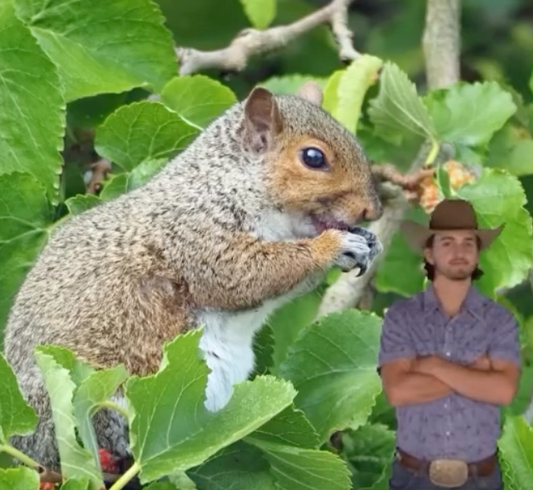 How do you keep squirrels out of fruit trees?