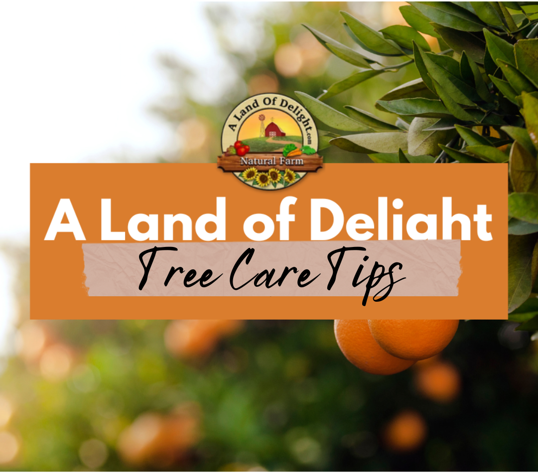 A Land of Delight Tree Care Tips & Tricks