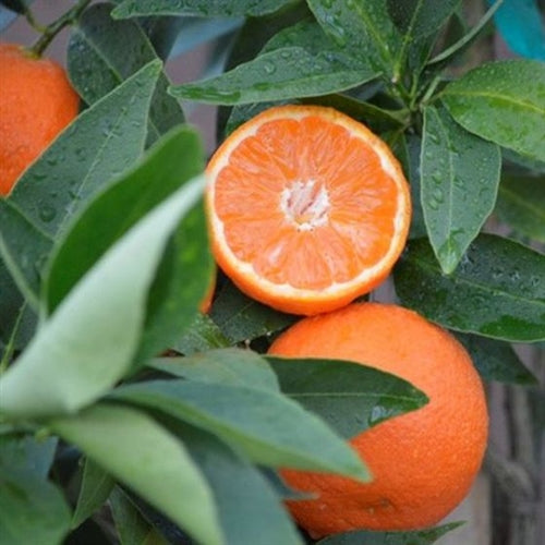 Page Orange