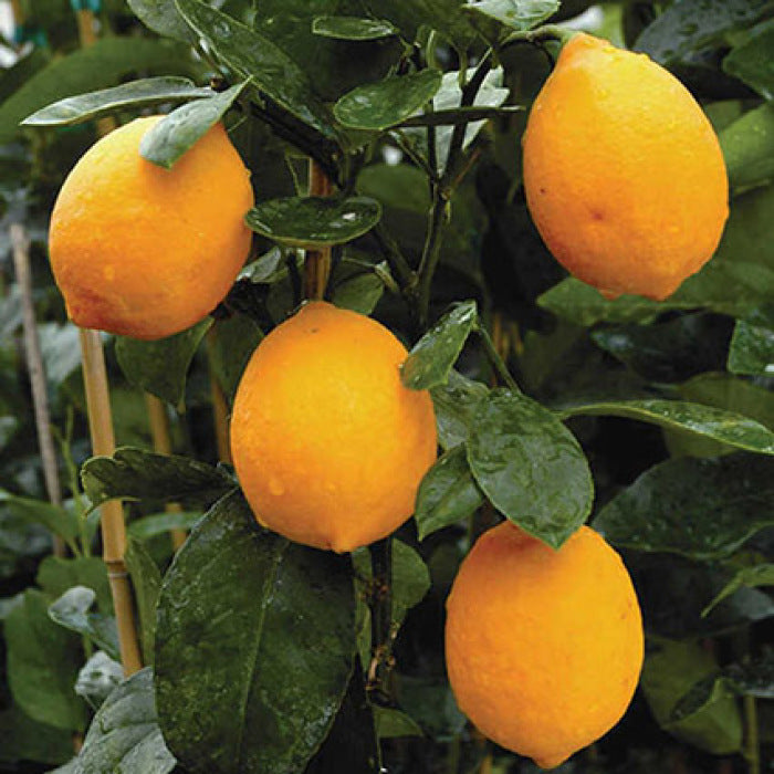 Orange & Lemon Medley (Meyer & Hamlin)