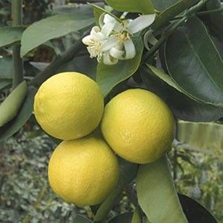 Indian Sweet Lime