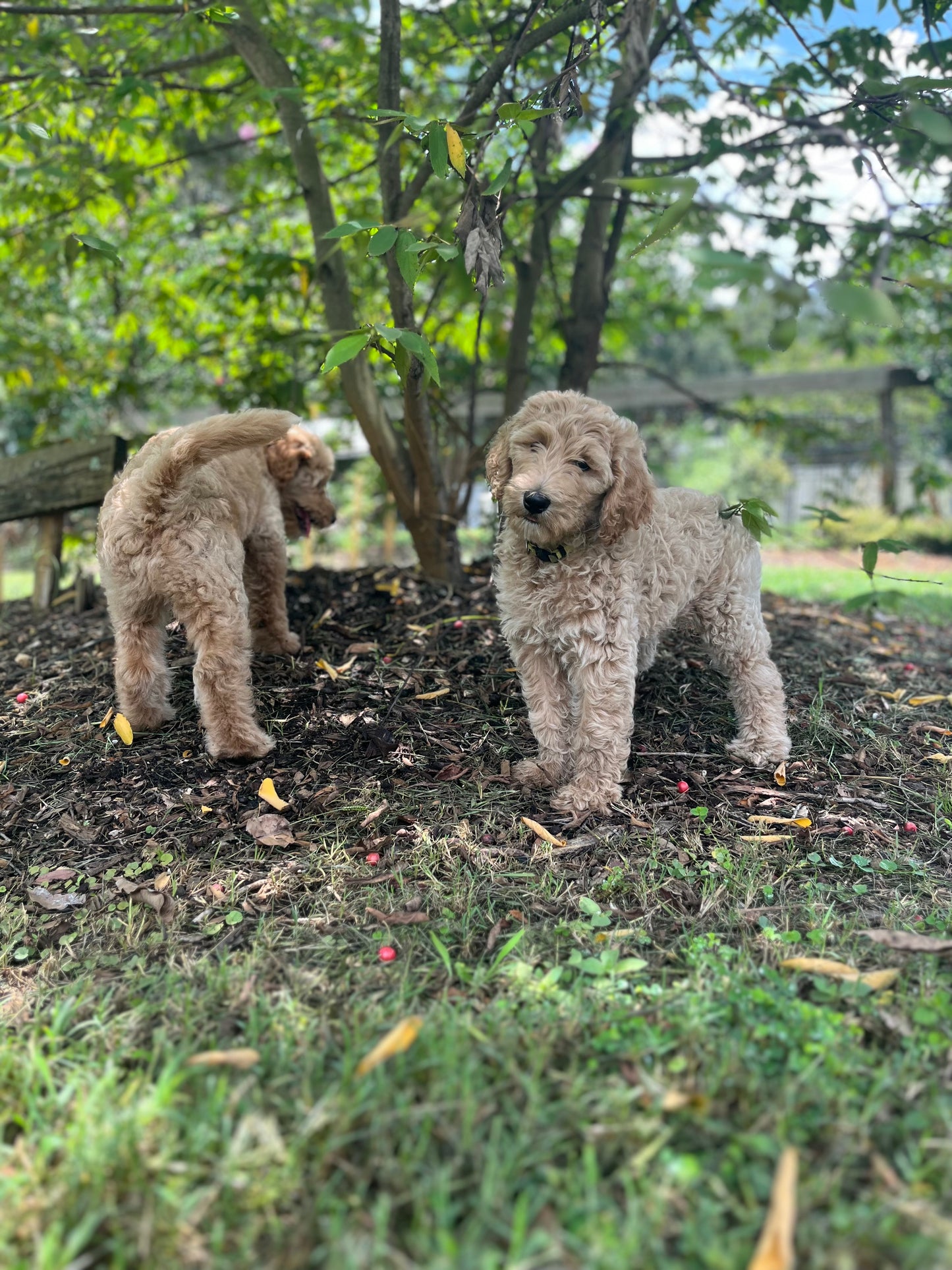 Labradoodle Puppies