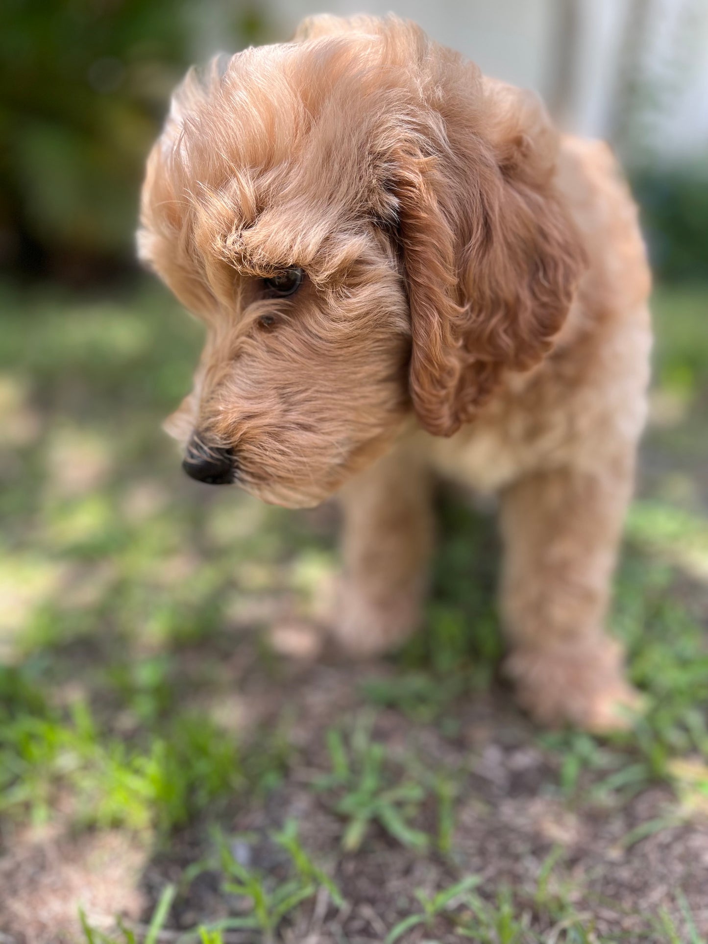 Labradoodle Puppies