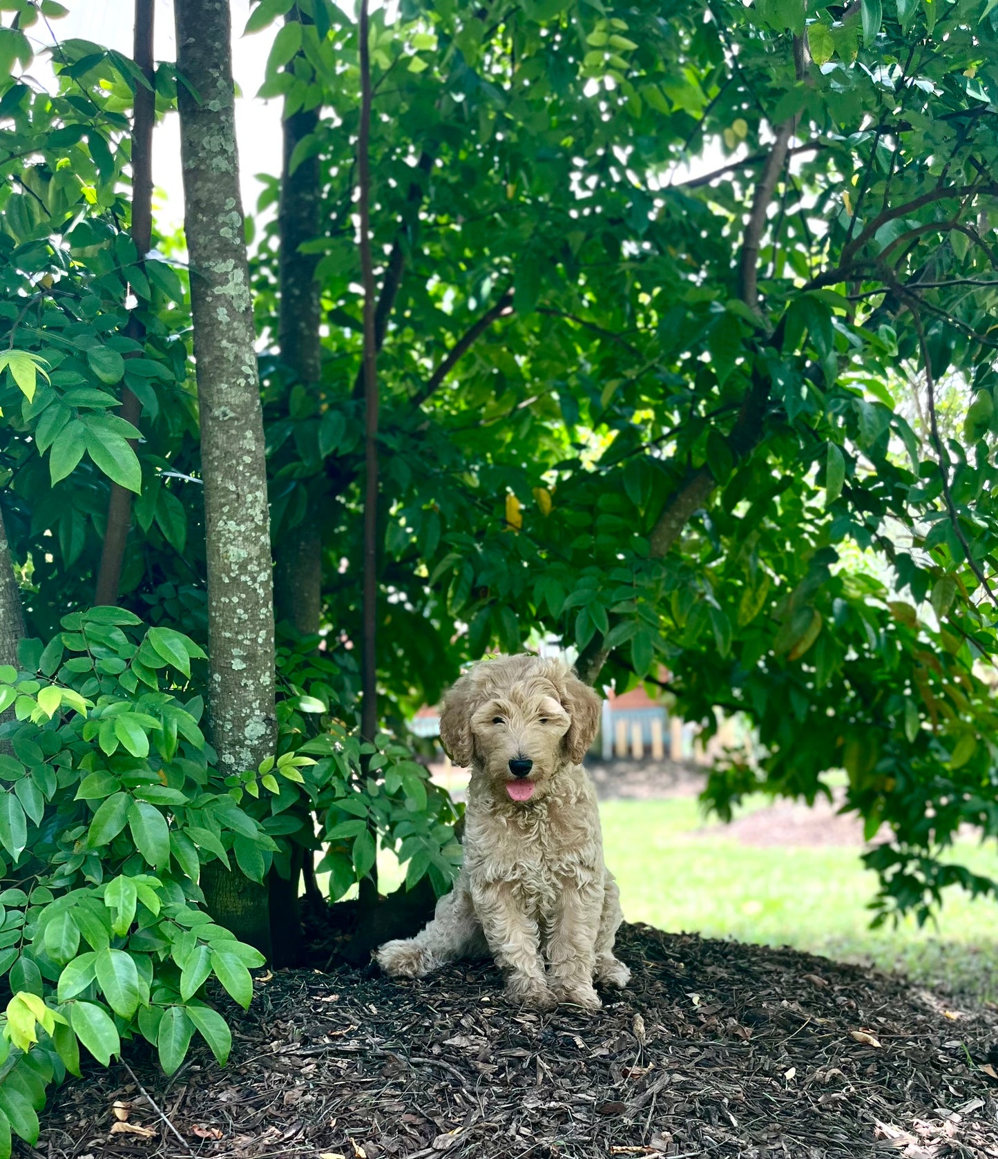 Labradoodle Puppies