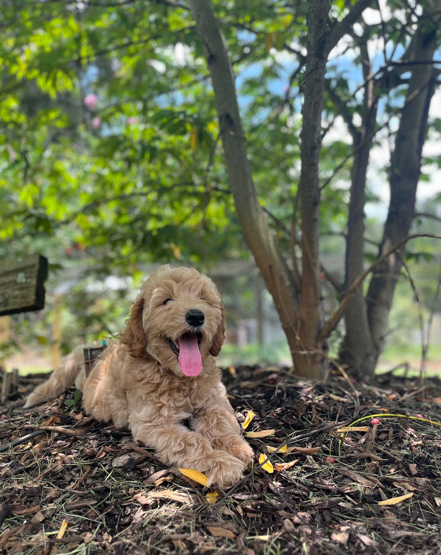 Labradoodle Puppies