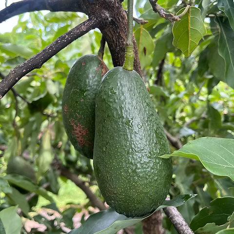 Winter Mexican
