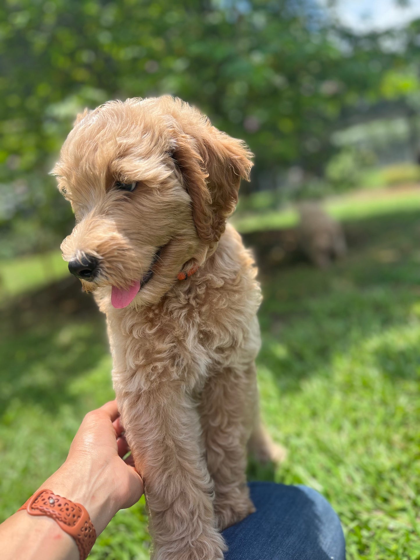 Labradoodle Puppies