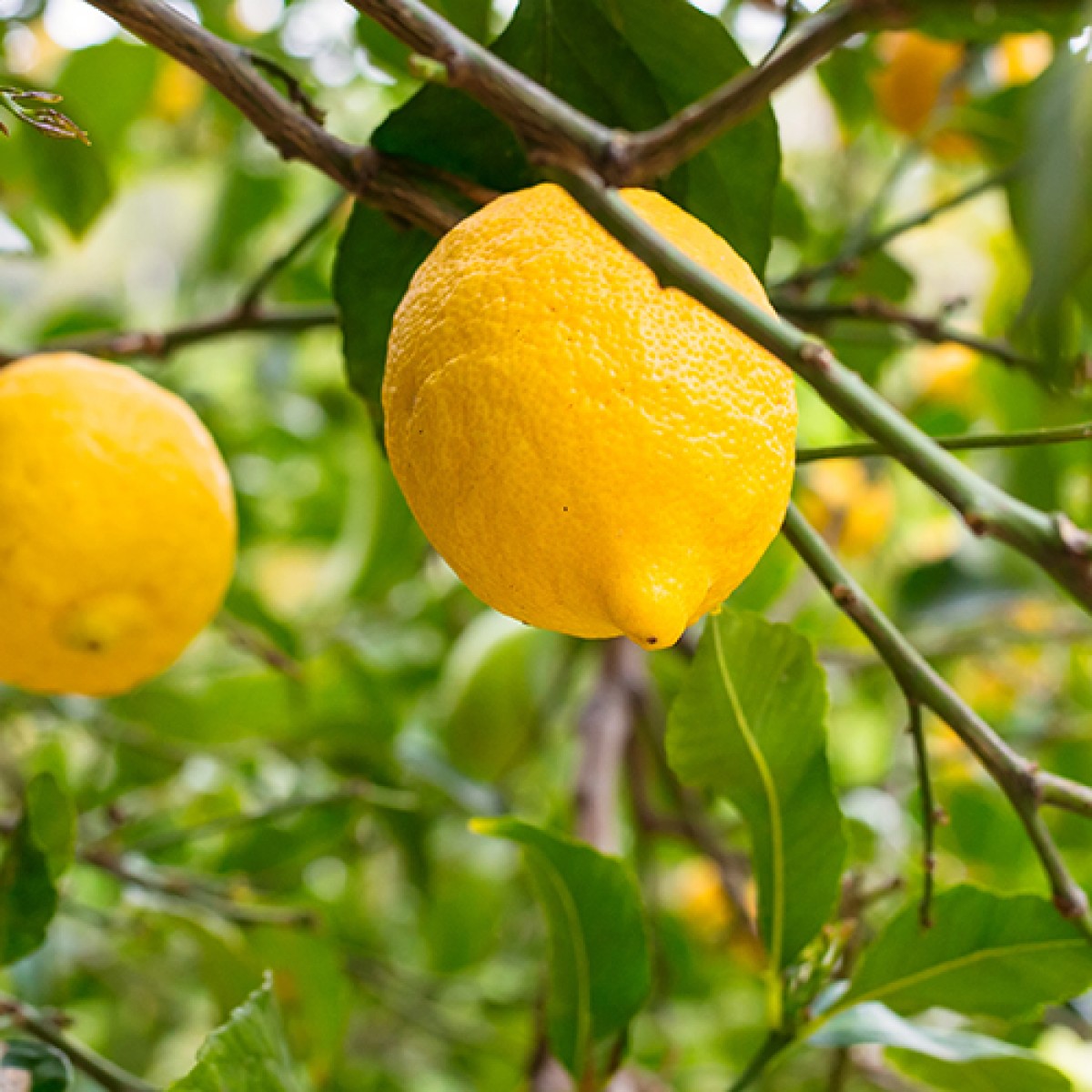 Bearss Lemon