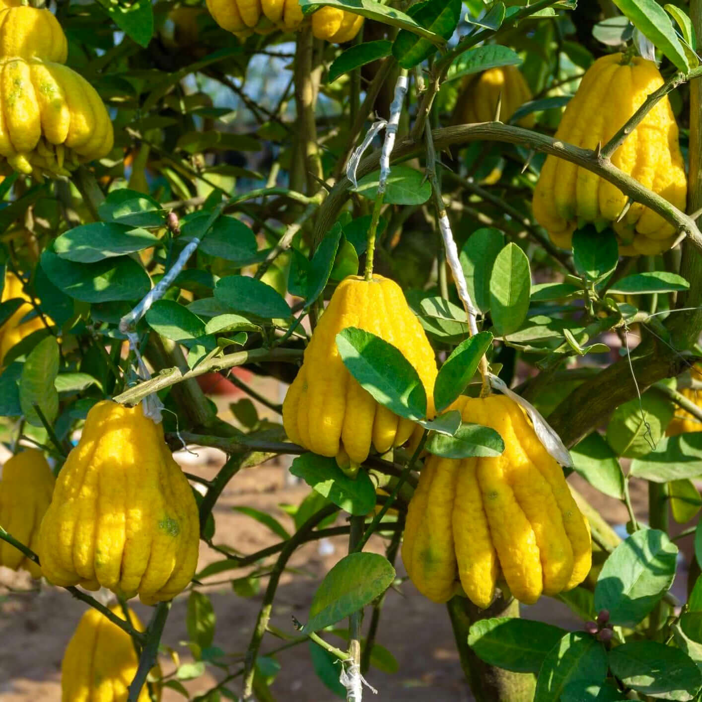 Citron