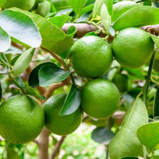 Persian Lime