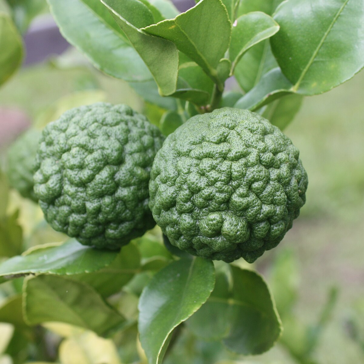 Kaffer Lime
