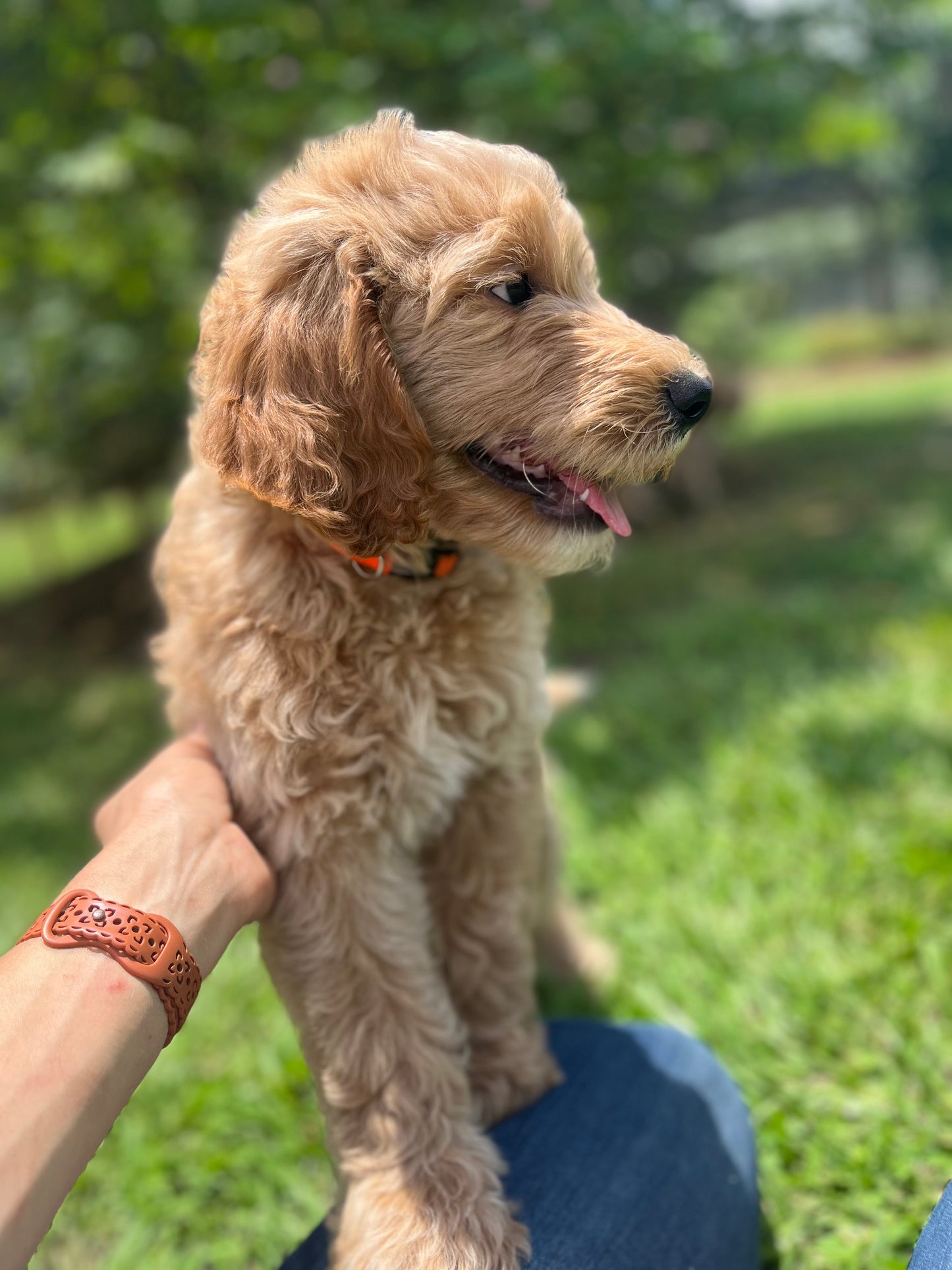 Labradoodle Puppies