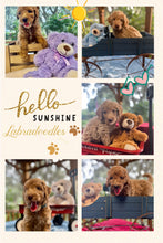Load image into Gallery viewer, Labradoodle Puppies
