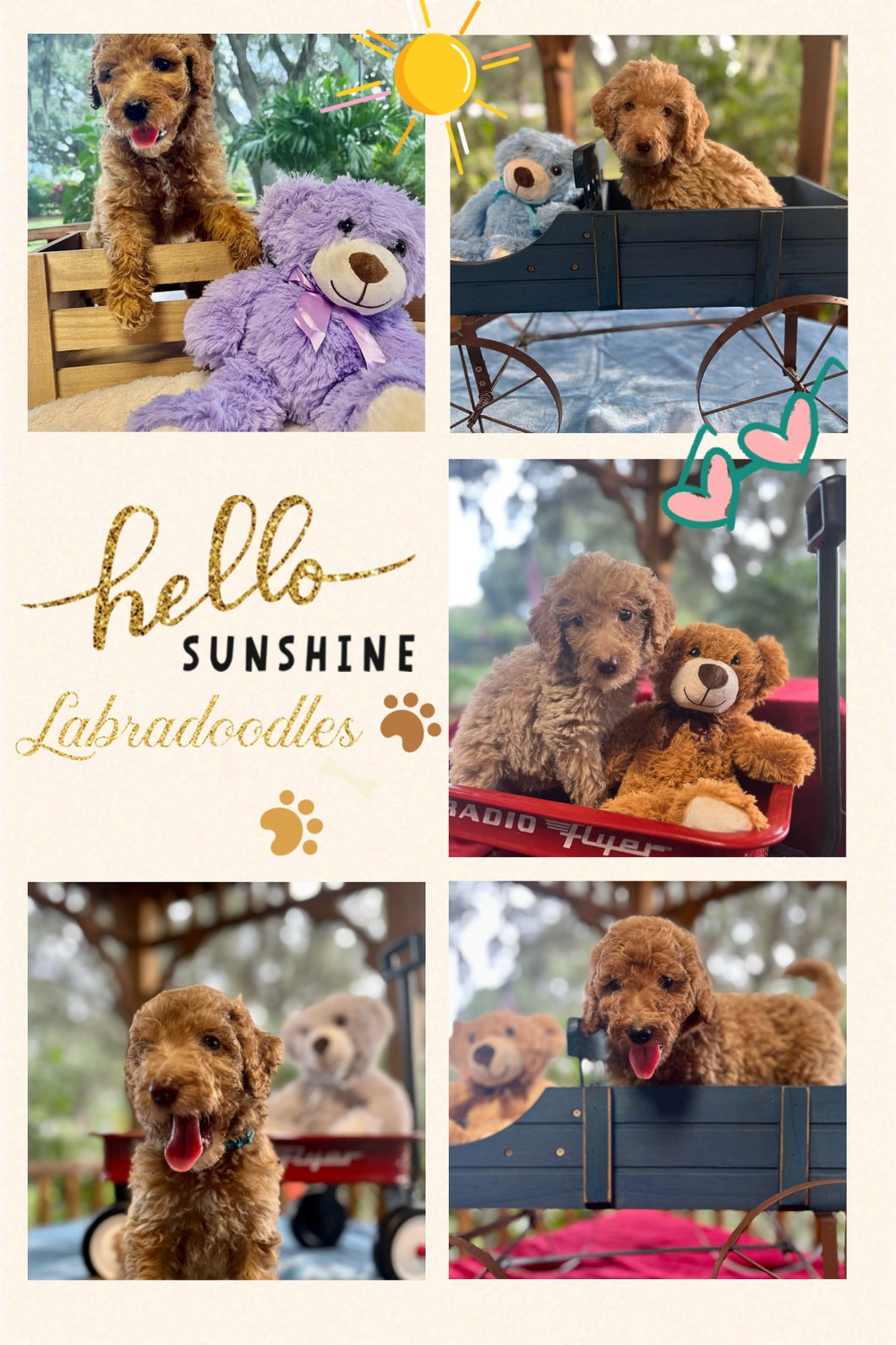 Labradoodle Puppies