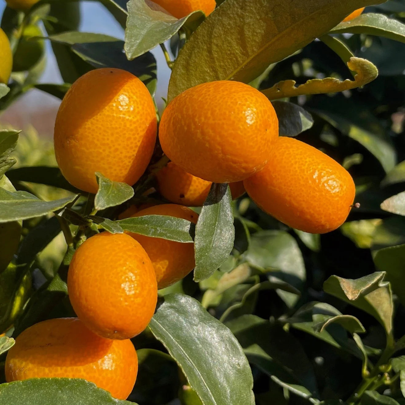 Nagami Kumquat