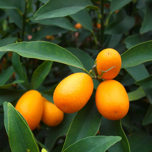 Meiwa Kumquat