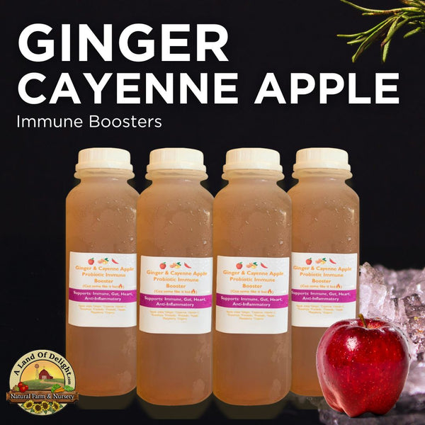 Ginger Cayenne Apple Delicious Refreshers 4 Pack