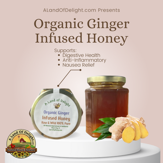 Specialty Gourmet Honey: Organic Ginger Infused Raw Honey - 12oz Jar