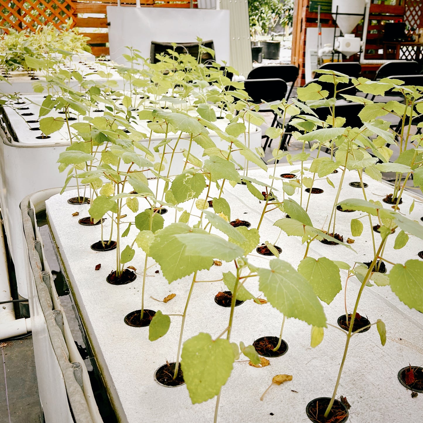 Aquaponics 6-Bed Self Sustaining Garden System